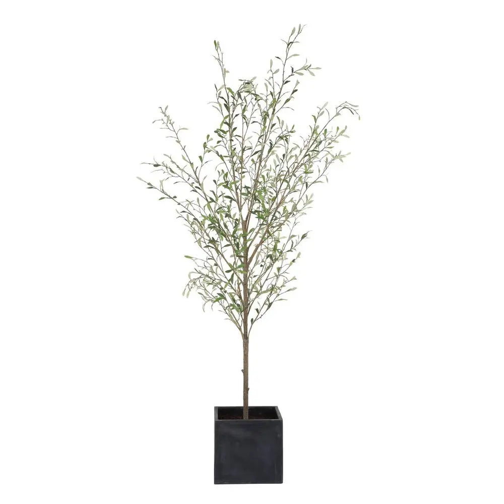 Abundance_Olive_Tree_Angled_786971823