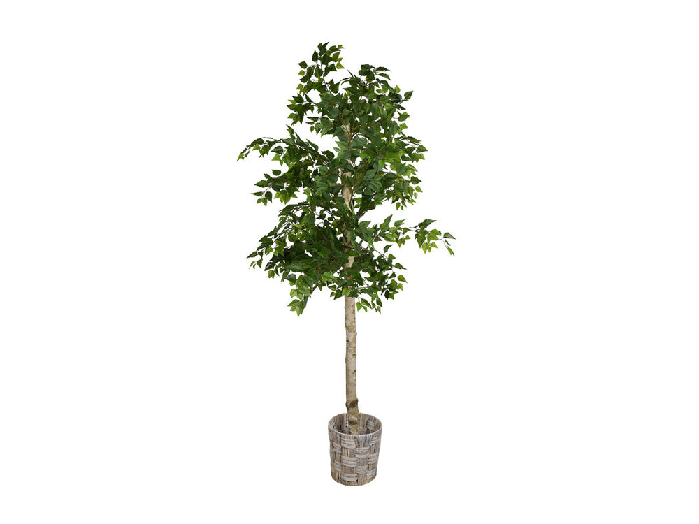 Cora_6ft_Birch_Tree_in_Woven_Basket__038756438