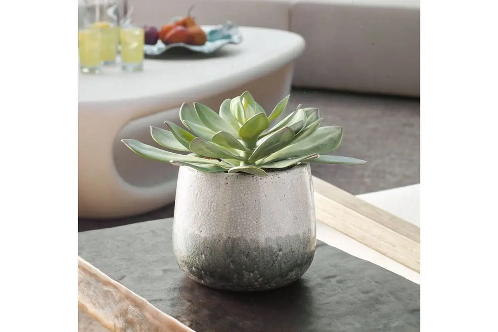 Dudleya_Succulent_479989697