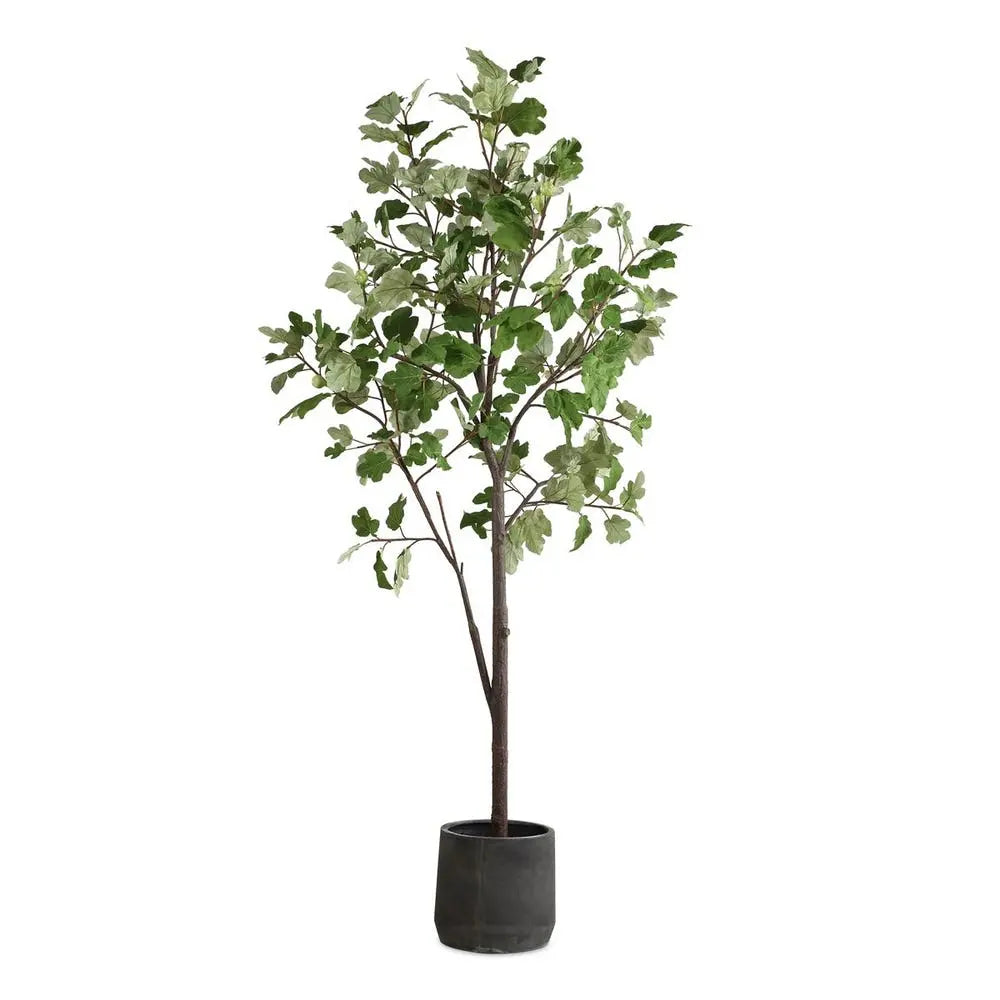 Eden_Fig_Tree_Front_012919355