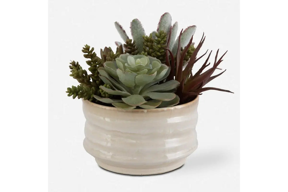 Mesa_Succulent_Front_V1_829671787