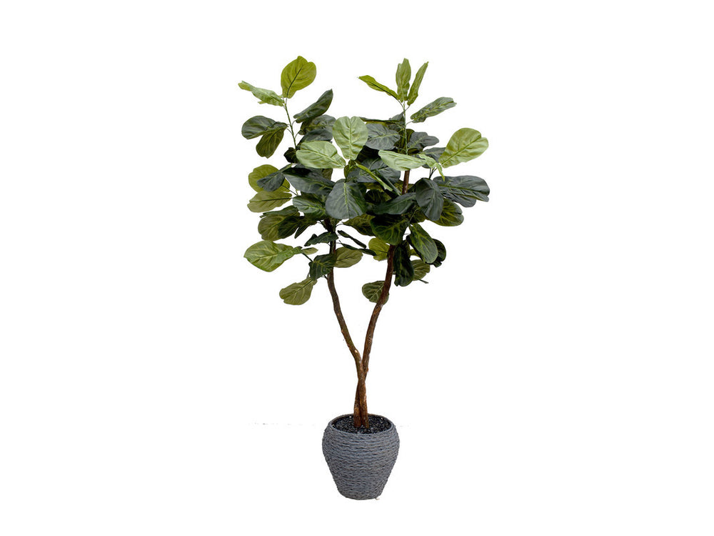 Mila_6ft_Fig_Tree_in_Braided_Basket_145292286
