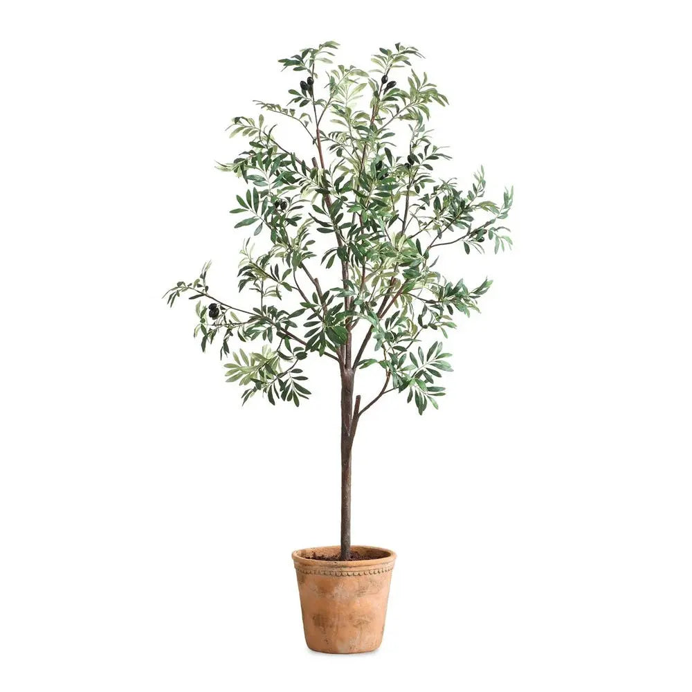 Olea_Potted_Olive_Front_028531951