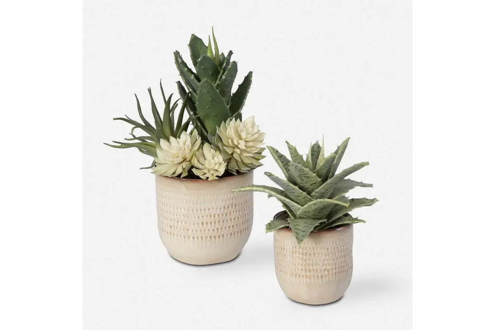 Seaside_Succulents_Set_2_Front_V1_909593951