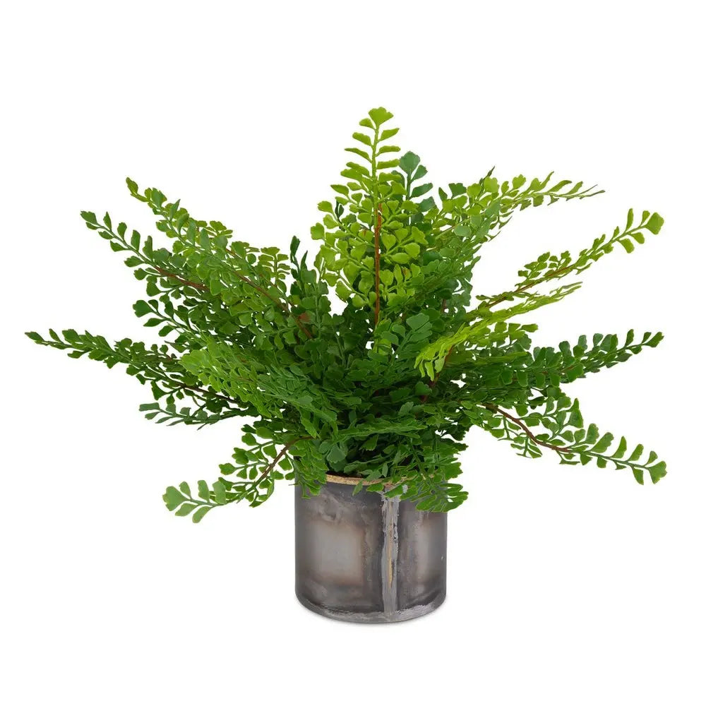maidenhair_fern_plant_on_white_831955842